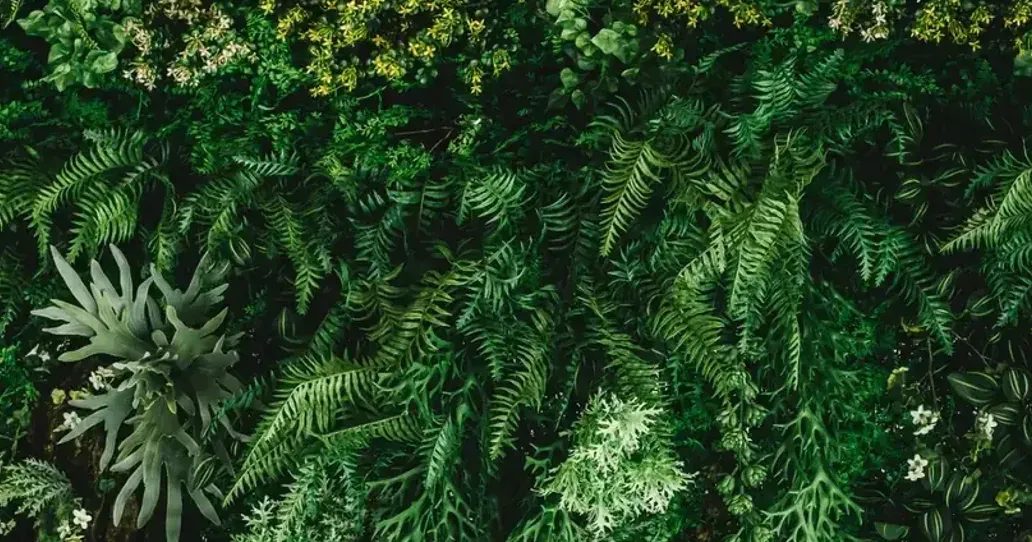 Dense green ferns and foliage with small yellow flowers in a lush garden