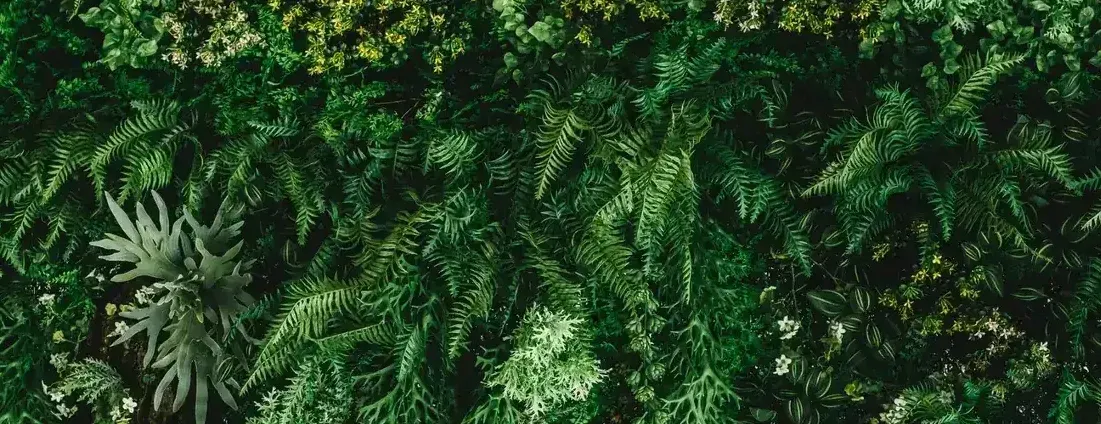 Lush green ferns and foliage with yellow flowers in a dense garden bed